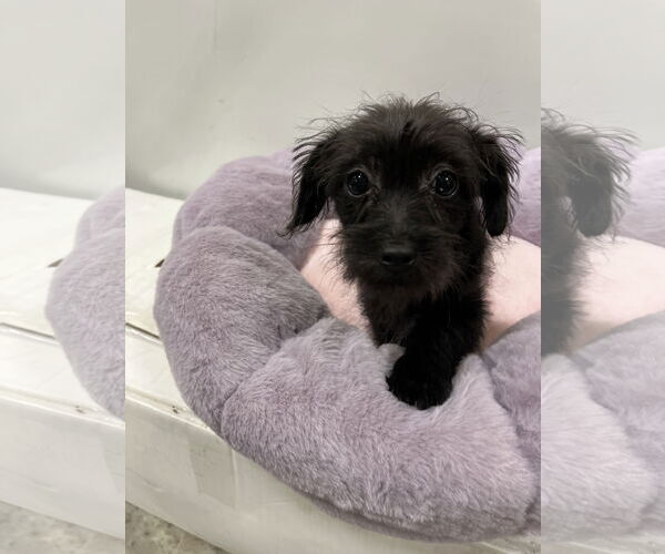 Medium Photo #3 Mutt Puppy For Sale in Pipe Creek, TX, USA