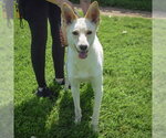 Small #2 Basenji Mix