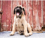 Small Photo #10 Mastiff Puppy For Sale in WAKARUSA, IN, USA