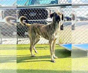 Plott Hound-Unknown Mix Dogs for adoption in Pasadena, TX, USA