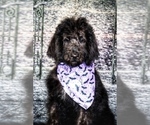 Small Photo #6 Labradoodle Puppy For Sale in BURNS, TN, USA