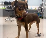 Scad - Male Mutt Dog for Adoption - Small photo