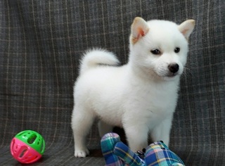 View Ad Shiba Inu Puppy For Sale Near New York New York