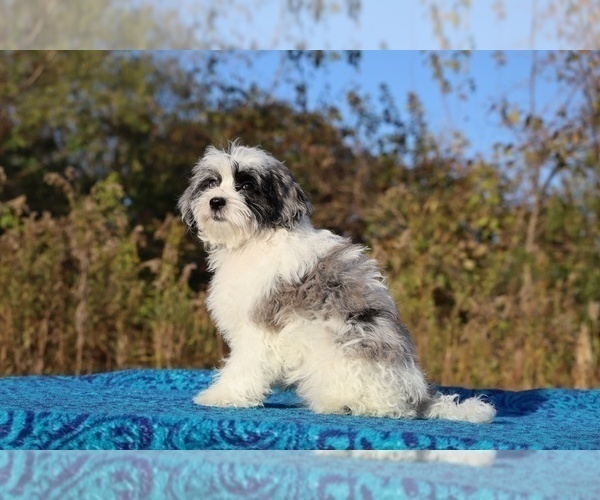Medium Photo #12 ShihPoo Puppy For Sale in DYERSBURG, TN, USA