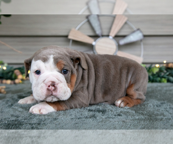 Medium Photo #3 Beabull Puppy For Sale in MILLERSBURG, OH, USA