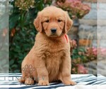 Molly - Female Golden Retriever Puppy for Sale - Photo #3