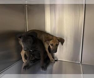 Lab Pei Dogs for adoption in Orange, CA, USA