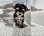 Small Photo #7 Morkie Puppy For Sale in YPSILANTI, MI, USA