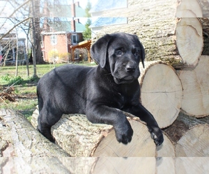 Labrador Retriever Puppy for sale in LITITZ, PA, USA