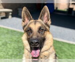 Small #1 German Shepherd Dog Mix