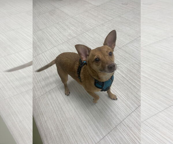 Medium Photo #13 Chihuahua-Unknown Mix Puppy For Sale in Holly Springs, NC, USA