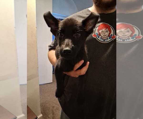 Medium Photo #4 German Shepherd Dog Puppy For Sale in MIDDLETOWN, CT, USA