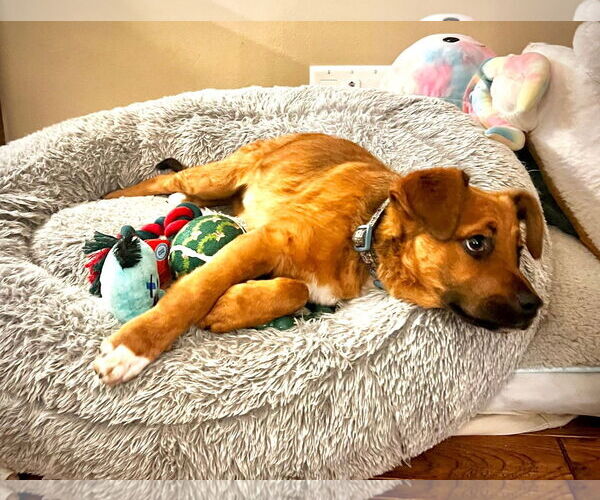 Medium Photo #3 Mutt Puppy For Sale in New London, WI, USA