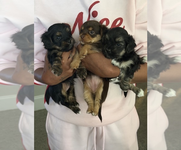 Medium Photo #4 Yorkshire Terrier Puppy For Sale in MCDONOUGH, GA, USA