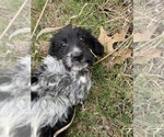 Small Photo #6 Aussiedoodle Puppy For Sale in MYRTLE, MO, USA