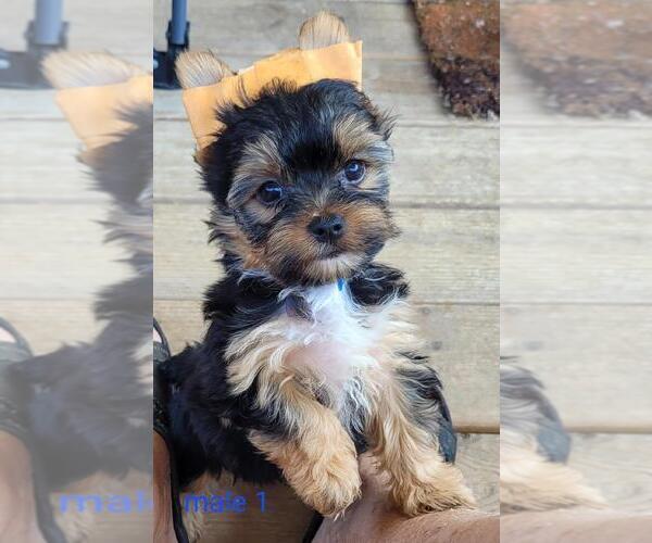 Medium Photo #2 Yorkshire Terrier Puppy For Sale in CONKLIN, NY, USA