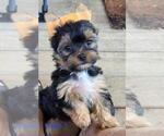 Small #1 Yorkshire Terrier