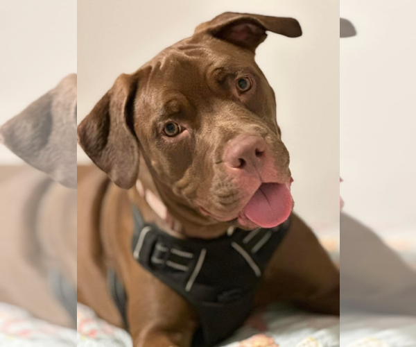 Medium Photo #1 American Pit Bull Terrier-Unknown Mix Puppy For Sale in Royal Palm Beach, FL, USA
