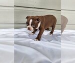 Puppy 4 Boston Terrier