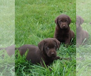 Labrador Retriever Litter for sale in SOUTH WAYNE, WI, USA