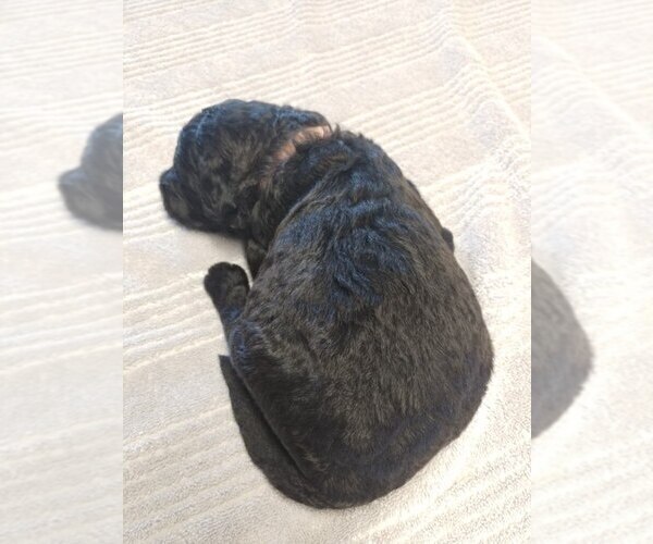 Medium Photo #5 Goldendoodle Puppy For Sale in BROKEN BOW, OK, USA