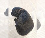 Small Photo #5 Goldendoodle Puppy For Sale in BROKEN BOW, OK, USA