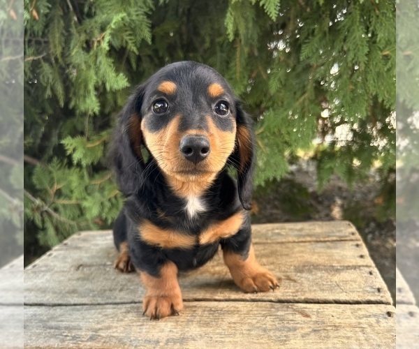 Medium Photo #4 Dachshund Puppy For Sale in MIDDLEBURY, IN, USA