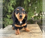 Small #3 Dachshund