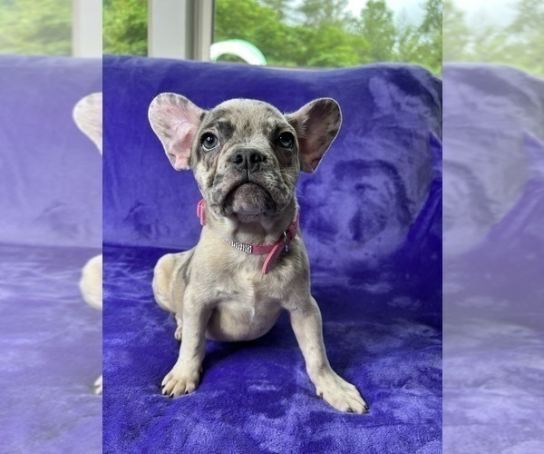 Medium Photo #7 French Bulldog Puppy For Sale in CUMMING, GA, USA