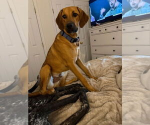 Beagle-German Shepherd Dog Mix Dogs for adoption in Aurora, IN, USA