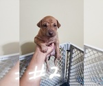 Small Photo #12 Phu Quoc (Vietnam Island) Ridgeback Puppy For Sale in HELOTES, TX, USA