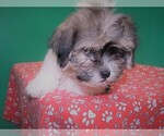 Small Photo #5 Zuchon Puppy For Sale in PATERSON, NJ, USA