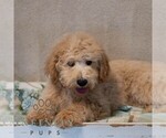 Small #6 Poochon