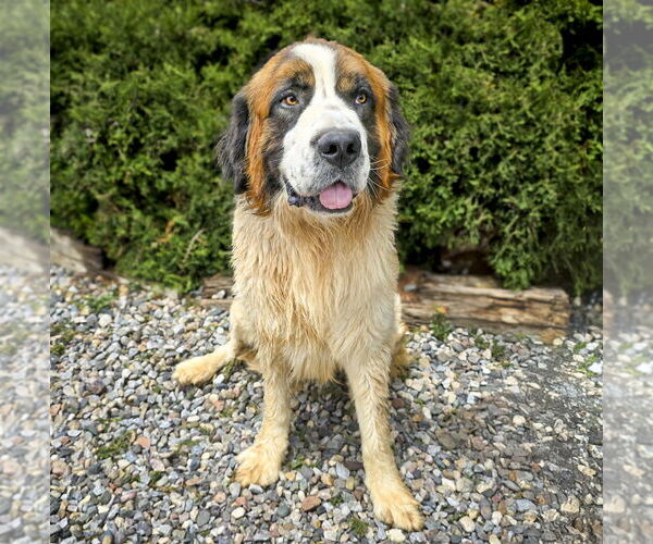 Medium Photo #4 Saint Bernard Puppy For Sale in Albuquerque, NM, USA