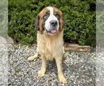 Small #3 Saint Bernard