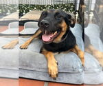 Small #4 German Shepherd Dog Mix