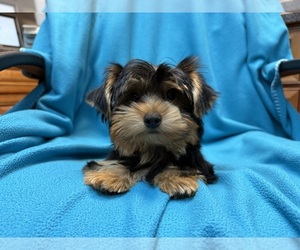 Yorkshire Terrier Puppy for sale in VALRICO, FL, USA