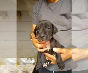 Great Dane Puppy for sale in LURAY, VA, USA