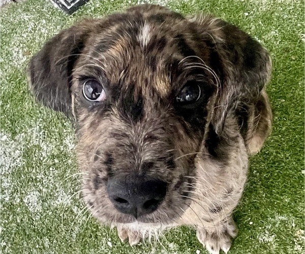 Medium Photo #9 Boxer-Poodle (Standard) Mix Puppy For Sale in WEST POINT, VA, USA