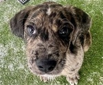 Small Photo #33 Boxer-Poodle (Standard) Mix Puppy For Sale in WEST POINT, VA, USA