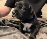 Puppy Reba Boxer