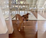 Small #2 American Pit Bull Terrier Mix