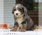 Small #1 Bernedoodle (Miniature)