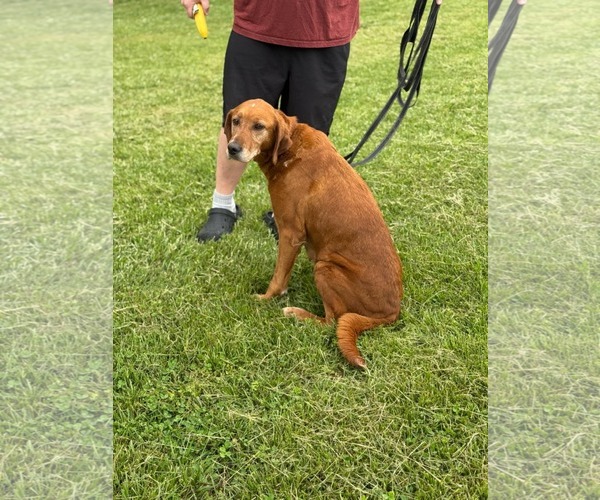 Medium Photo #2 Golden Retriever Puppy For Sale in Croydon, NH, USA