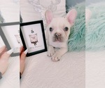 Small Photo #3 French Bulldog Puppy For Sale in NORCO, CA, USA
