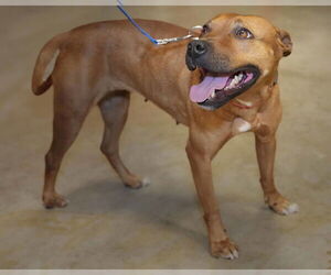 Mutt Dogs for adoption in Wilmington, NC, USA