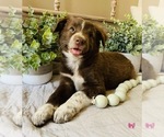 Small Photo #9 Border Collie Puppy For Sale in RIPON, CA, USA