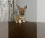 Small Photo #17 Pembroke Welsh Corgi Puppy For Sale in DURHAM, CT, USA