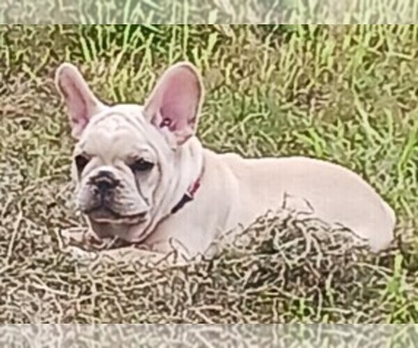 Medium Photo #3 French Bulldog Puppy For Sale in TERRELL, TX, USA