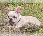 Small #2 French Bulldog